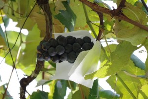 ぶどう狩り③