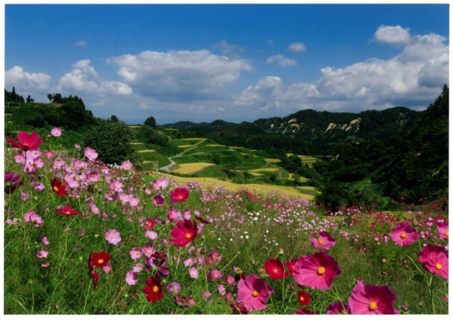 ●「棚田に咲く」髙橋康雄
