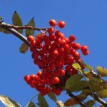CIMG0065