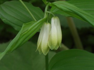 CIMG6559