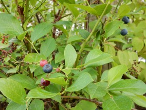 dscn1775