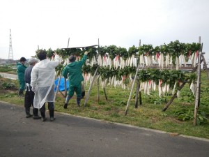 DSCN4264